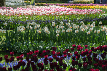 Les tulipes hollande du jardin de Keukenhof