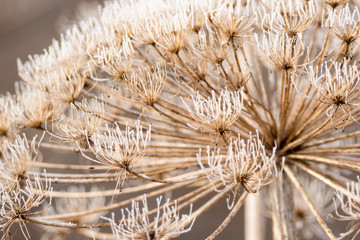 Frost on dried up hogweed, frozen plants