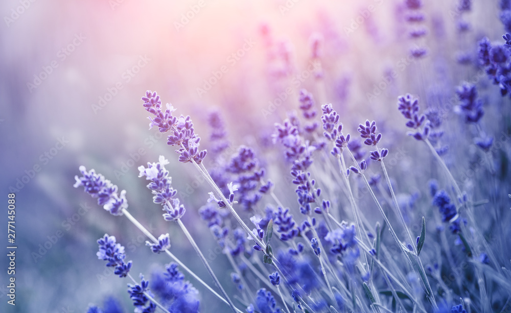 Poster Lavender. Blooming fragrant lavender flowers on a field, closeup. Violet background of growing lavender swaying on wind. Aromatherapy