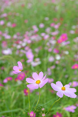 Fototapeta premium コスモスのお花畑
