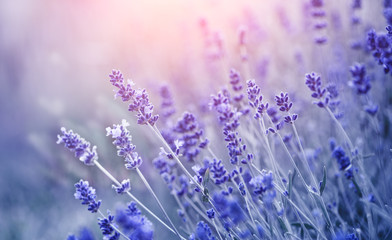 Lavender. Blooming fragrant lavender flowers on a field, closeup. Violet background of growing lavender swaying on wind. Aromatherapy