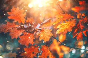 Foto op Canvas Herfst kleurrijke heldere bladeren slingeren op een eik in herfst park. Val achtergrond. Prachtig natuurtafereel © Subbotina Anna