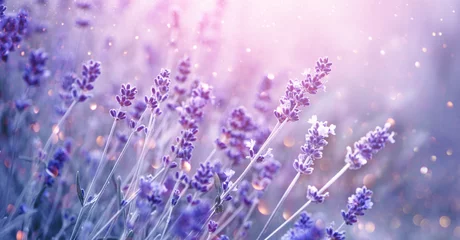 Gordijnen Lavender. Blooming fragrant lavender flowers on a field, closeup. Violet background of growing lavender swaying on wind. Aromatherapy © Subbotina Anna