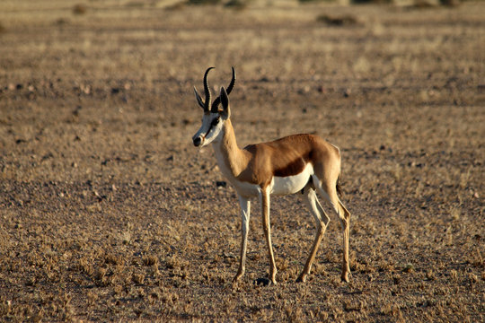 Springbok Images – Browse 17,735 Stock Photos, Vectors, and Video ...