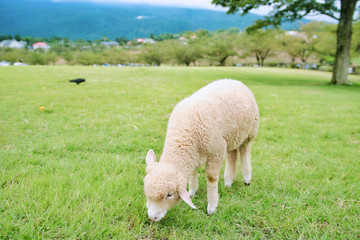Obraz premium sheep in field