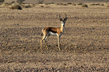 A lone springbok in the sossusvlei region of Namibia	