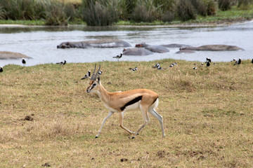 A lone springbok in the Ngorongoro region of Tanzania	
