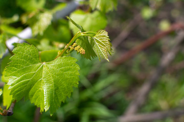 Young grapes with flowering tassels, young shoots of grape macro shot . Young sprout of grapes growing in vineyard