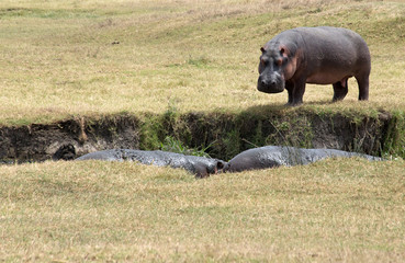 Hippopotamus (Hippopotamus amphibius) Masai Mara - Tanzania	