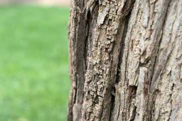 Tree bark with air on the left and green background