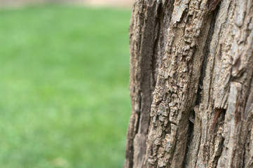Tree bark with air on the left and green background