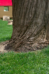 Tree trunk and grass with background of a hut with red roof