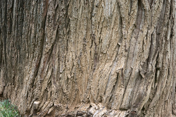 Tree trunk for nature backgrounds and textures