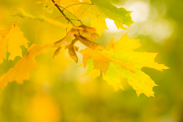 Naklejka na ściany i meble Yellow leaves on a tree. Yellow maple leaves on a blurred background. Golden leaves in autumn park. Copy space