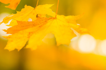 Yellow leaves on a tree. Yellow maple leaves on a blurred background. Golden leaves in autumn park. Copy space