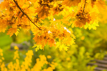 Naklejka na ściany i meble Yellow leaves on a tree. Yellow maple leaves on a blurred background. Golden leaves in autumn park. Copy space