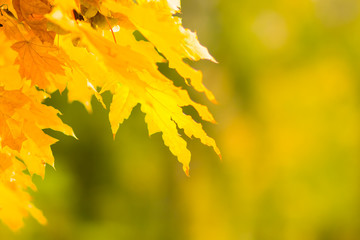 Yellow leaves on a tree. Yellow maple leaves on a blurred background. Golden leaves in autumn park. Copy space