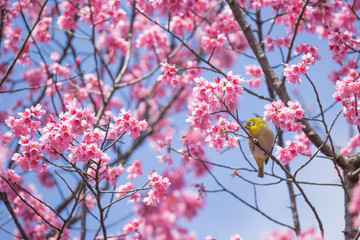 メジロとさくら