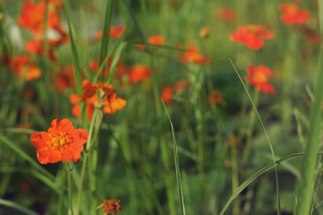 A bush of bright red flowers on a sunny summer morning