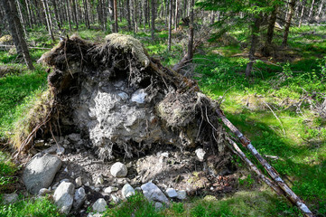 a small windbreak with a big uproot