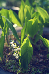 Lilies of the valley grow in a flower bed on a sunny summer day