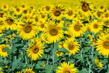 Fototapeta na wymiar Beautiful landscape with sunflower field. Field of sunflowers background