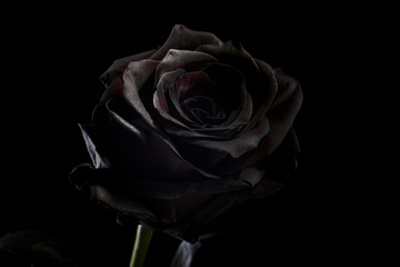 Fototapeta na wymiar black rose on a black background