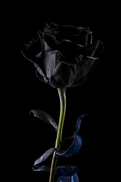 black rose on a black background