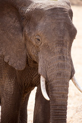 Fototapeta na wymiar An Elephant (Loxodonta africana) standing in grass - Tanzania 