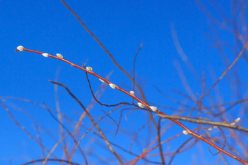 Willow catkins with blue background. Early spring first flower