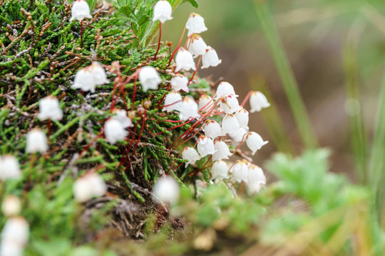 Cassiope lycopodioides - creeping shrub with long thin branches.