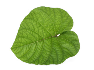 single green leaf isolated on white background