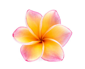 single frangipani flower isolated on white background