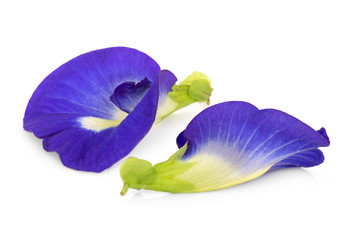 butterfly pea, blue pea, or asian pigeonwings flower isolated on white background, tropical flower