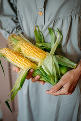 fresh corncob in the woman hands. summer concept. ear of corn rustic style