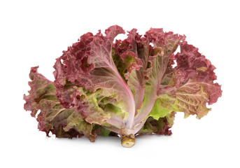 fresh red coral salad or red lettuce isolated on the white background