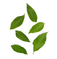 green leaf isolated on white background