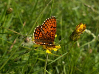 Papillon