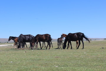 Naklejka na ściany i meble herd of horses on pasture