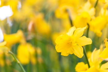Fototapeta premium Daffodils bright spring yellow flower with copy space for web banner and invitation card display design. Daffodils floral bloom in spring flower garden with green nature.