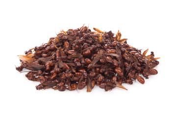 pile of male subterranean ants isolated on white background, tropical food