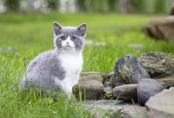 British Shorthair kitten on a walk in the garden, sitting on the rocks. Color blue bicolor