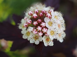 Physocarpus Opulifolius flower close up