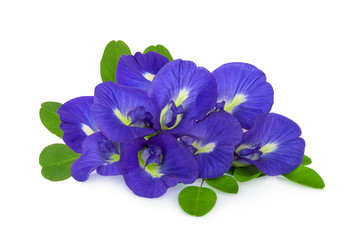 butterfly pea, blue pea, or asian pigeonwings flower with leaf isolated on white background, tropical flower