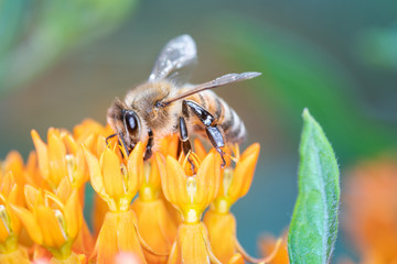 Bee pollinates butterfly milkweed, Asclepias Tuberosa