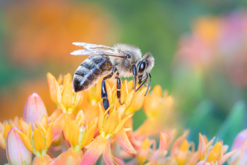 Bee pollinates butterfly milkweed, Asclepias Tuberosa