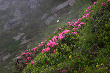 Rhododendron flowers at Chornohora range in Carpathians, Ukraine. Chervona ruta