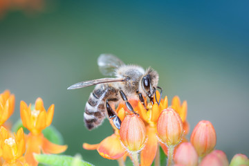 Bee pollinates butterfly milkweed, Asclepias Tuberosa