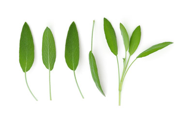 Fototapeta na wymiar sage leaf isolated on white background, top view, flat lay