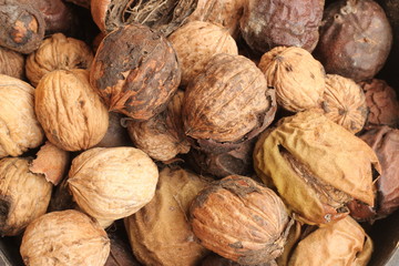 pile of drying freshly picked organic walnuts still in their hard brown cracking shell cases on a farm in rural Australia